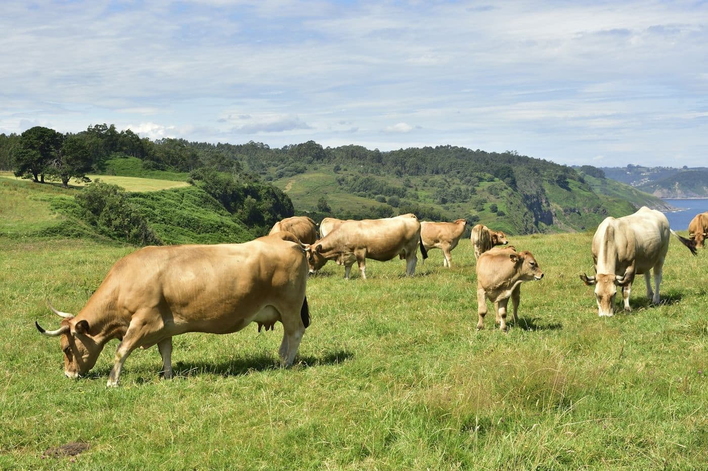 Fields in the Llanera countryside